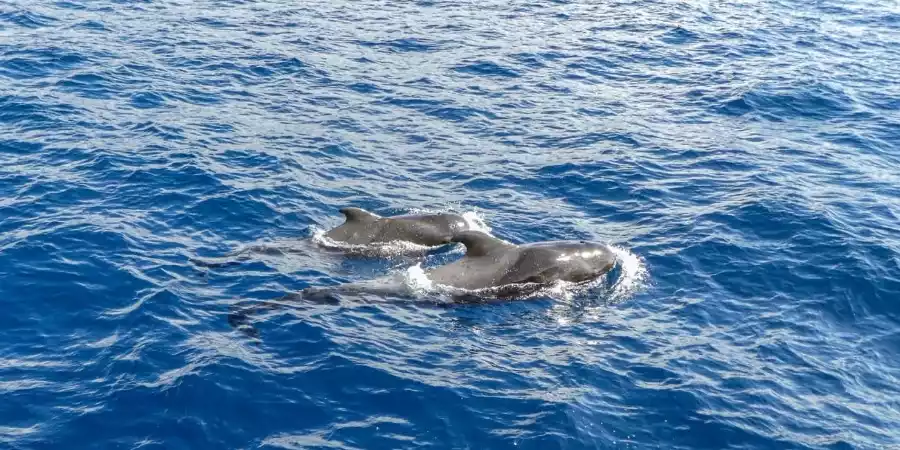 Avistamiento de delfines y ballenas en El Hierro