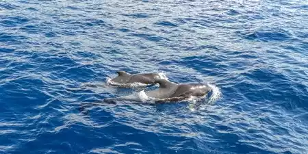 Avistamiento de delfines y ballenas en El Hierro