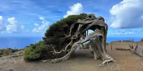 Dormir entre sabinas: alojamientos rurales cerca del árbol más famoso de El Hierro