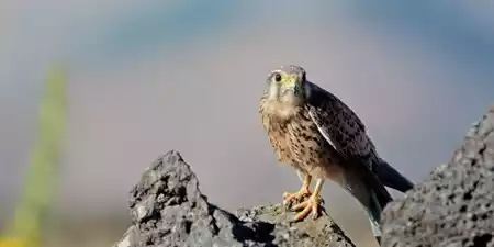 Observación de aves